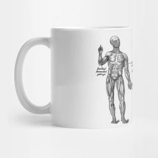 Arm Muscular System - Dual View - German Diagram - Vintage Anatomy Mug